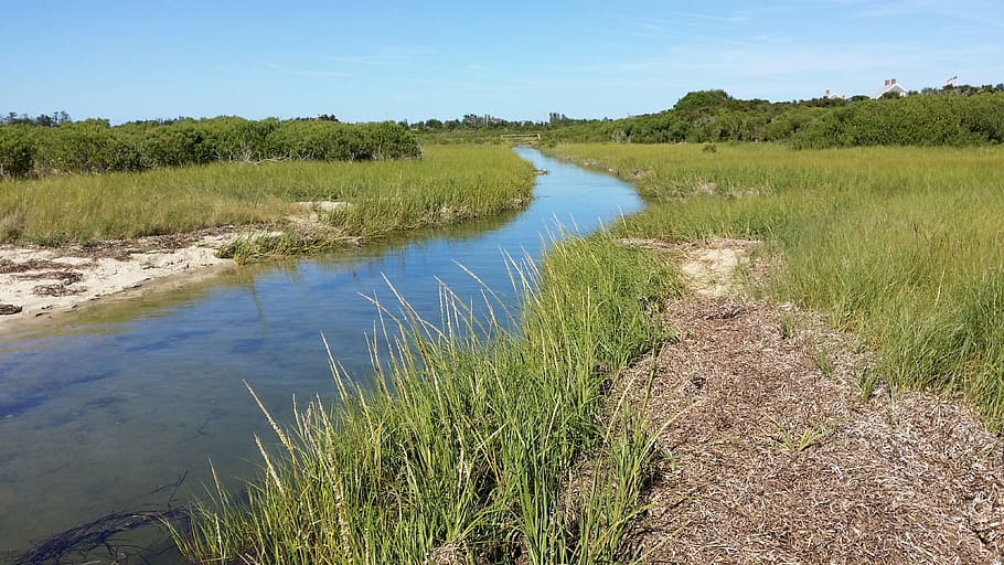 salt marsh, tidal, coastal, canal, wetland, water, plant, grass HD wallpaper