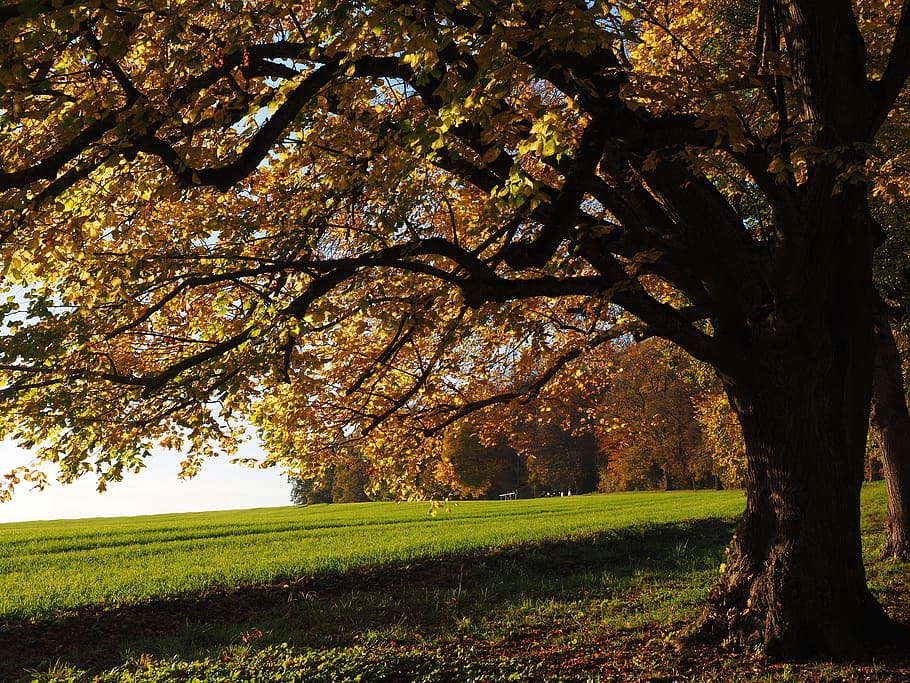 yellow and brown leafed tree during daytime, avenue, back light, HD wallpaper