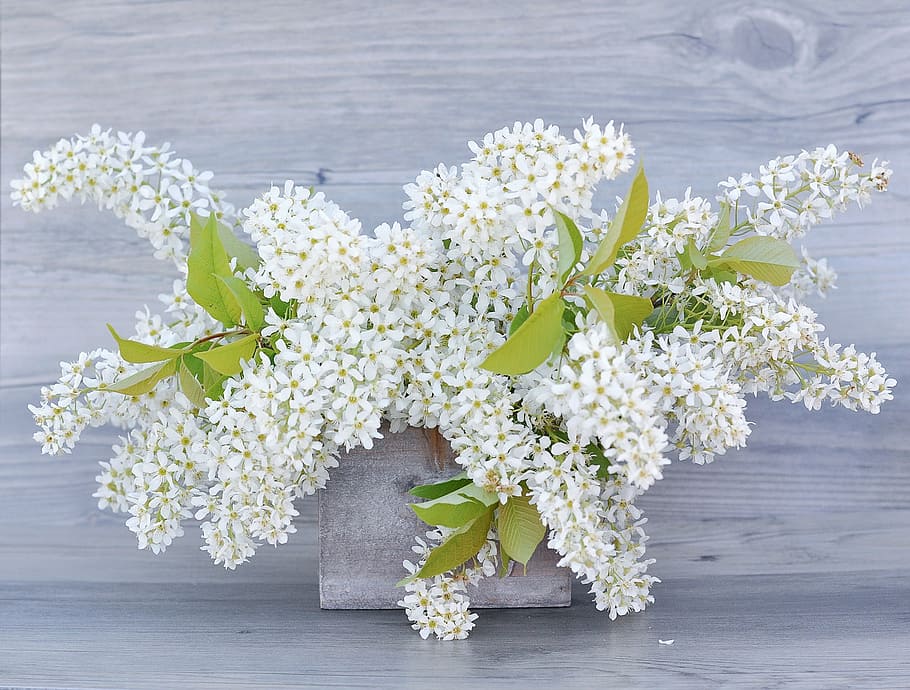 white petaled flowers, lilac, flowering twig, lilac branches, HD wallpaper