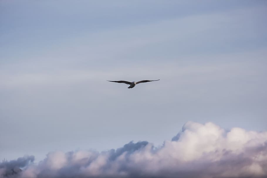 sky, clouds, bird, high, nature, clouds sky, blue, white, sky clouds HD wallpaper