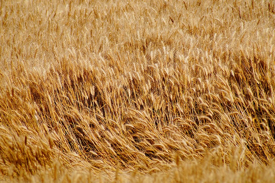 wheat, wheat fields, cereals, epi, harvest, agriculture, cultures HD wallpaper
