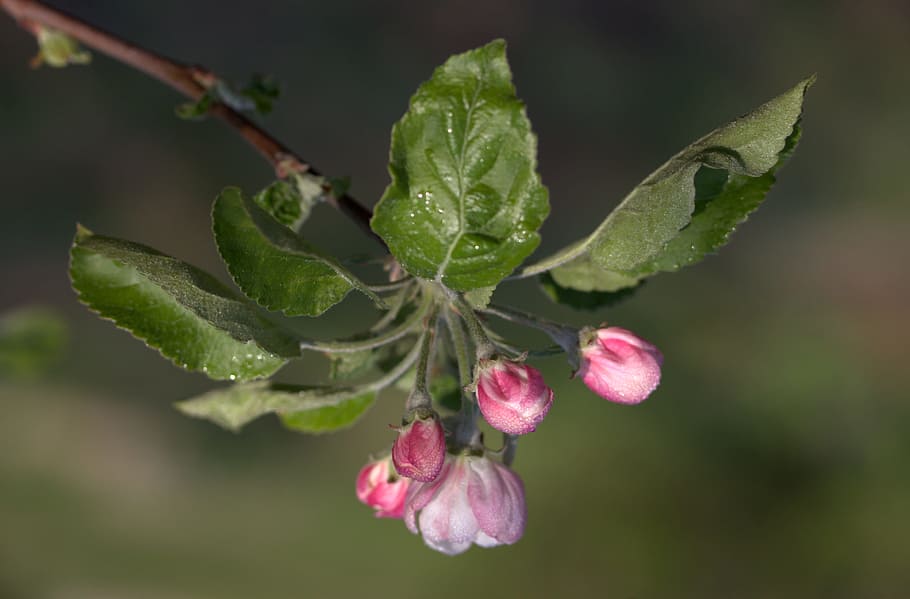 Flower, March, Spring, Petals, bud, nature, plant, leaf, close-up HD wallpaper