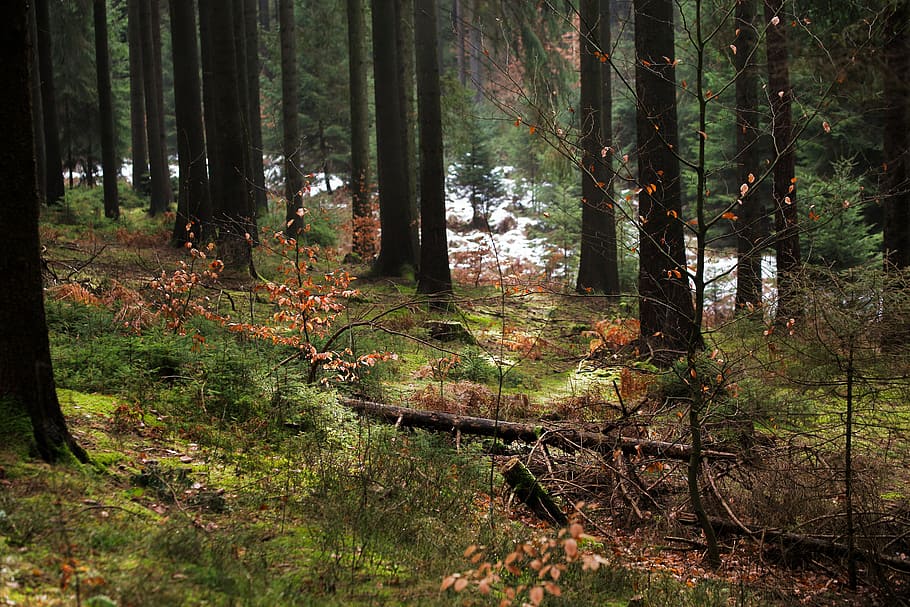 tree trunk on groudn, wood, nature, landscape, conifer, environment HD wallpaper