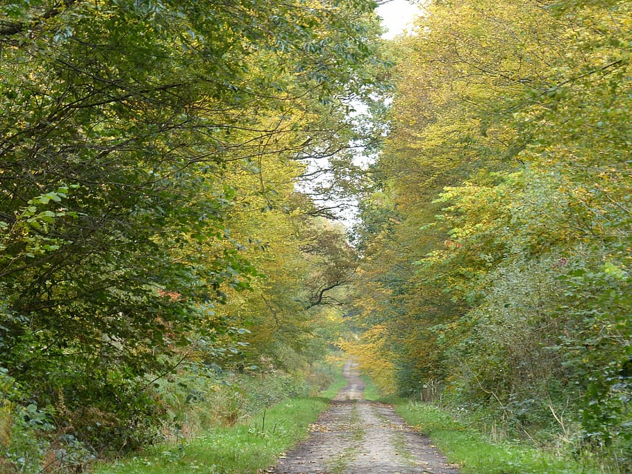 Forest, Path, Fall, Undergrowth, tree, nature, outdoors, footpath HD wallpaper