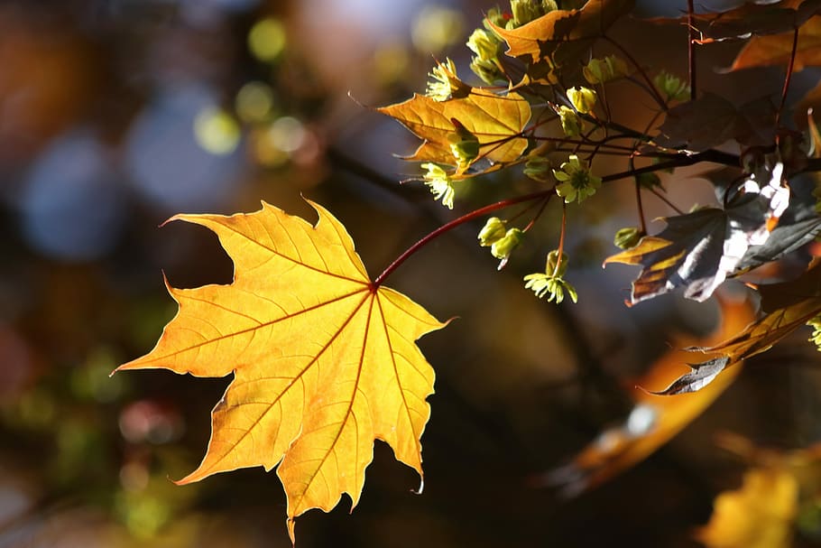 maple, sun, blooming, spring, light, sheet, kidney, leaf, plant part HD wallpaper