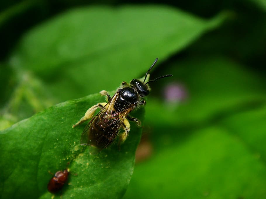 Bee, Bug, Insect, one animal, green color, animal themes, animals in the wild HD wallpaper