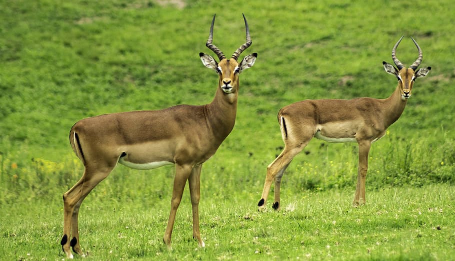nature, field, grass, animals, antelope, close-up, deers, gazelle, HD wallpaper