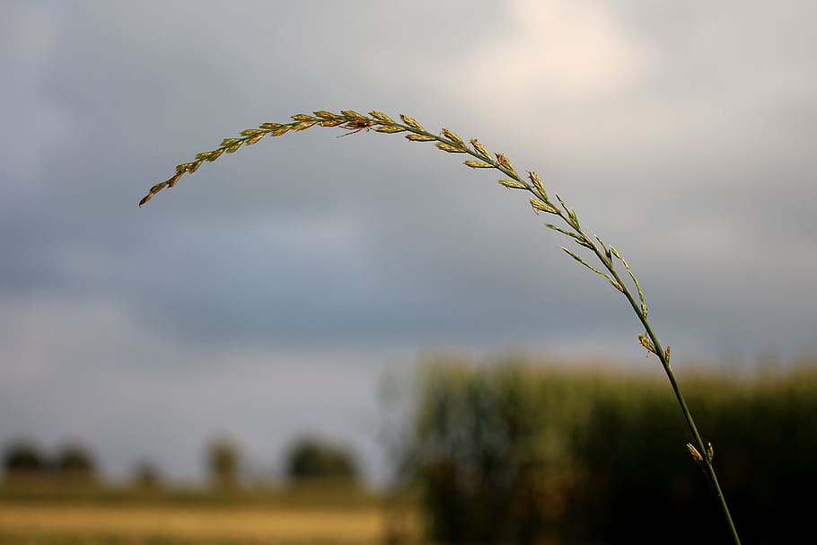 grass, grasses, nature, close, high grass, spike, halme, focus on foreground HD wallpaper