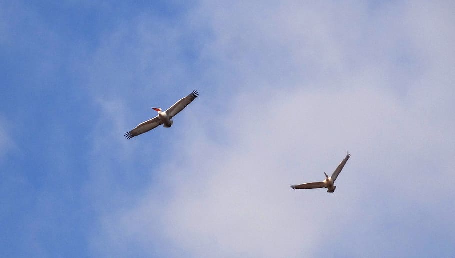 pelicans, birds, nature, flying, airplane, air vehicle, transportation HD wallpaper