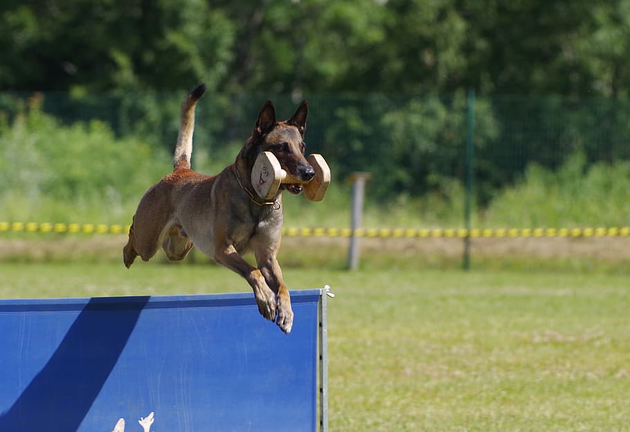 belgian shepherd malinois, jump, retrieving dumbbell, competition HD wallpaper