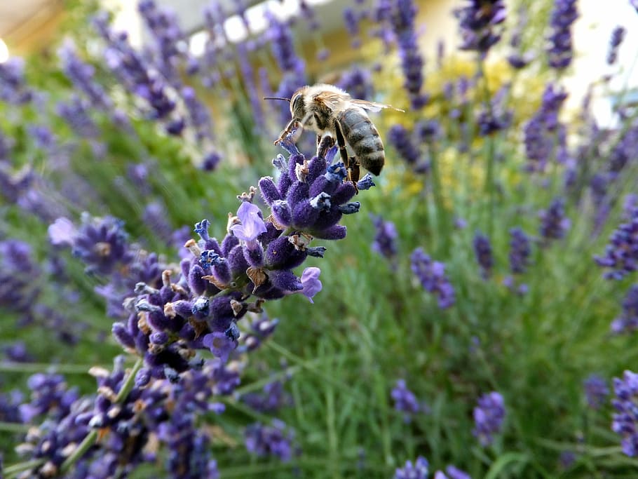 lavender, bee, macro, flower, flowering plant, animals in the wild HD wallpaper