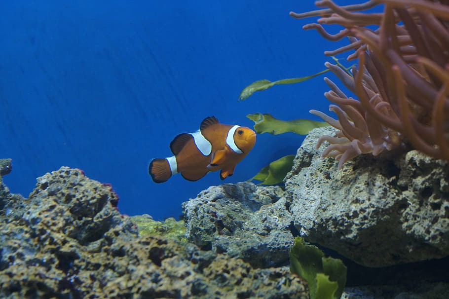 photo of clown fish, nemo, aquarium, coral reef, underwater HD wallpaper