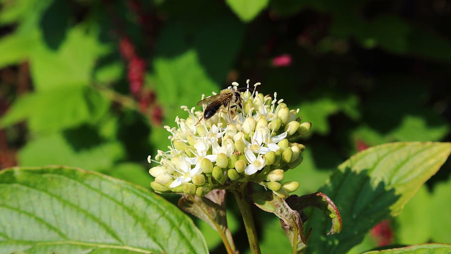 bee, blossom, bloom, insect, flower, macro, close, nature, spring HD wallpaper