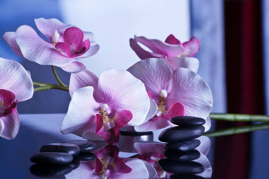 pink moth orchid flowers, massage, relaxation, stones, wellness