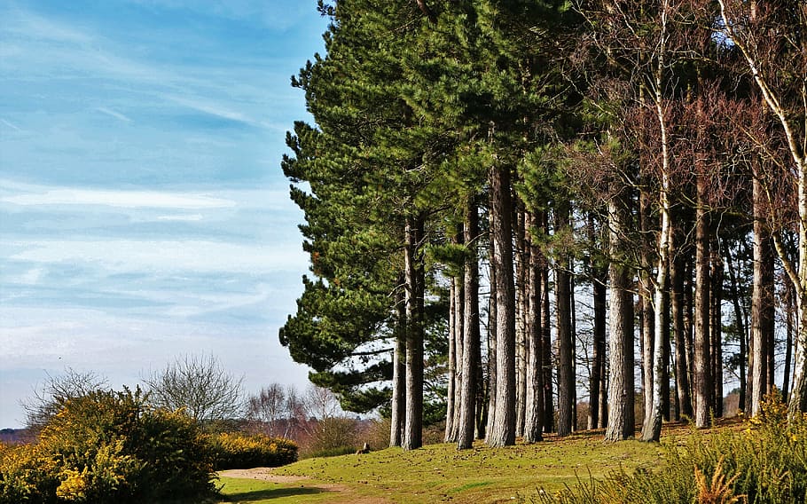 trees, pine, pine tree, nature, green, forest, landscape, wood HD wallpaper