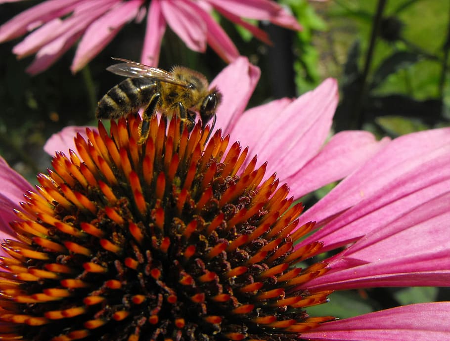 Echinacea, Bee, Flower, Pollination, insects, nature, petal HD wallpaper