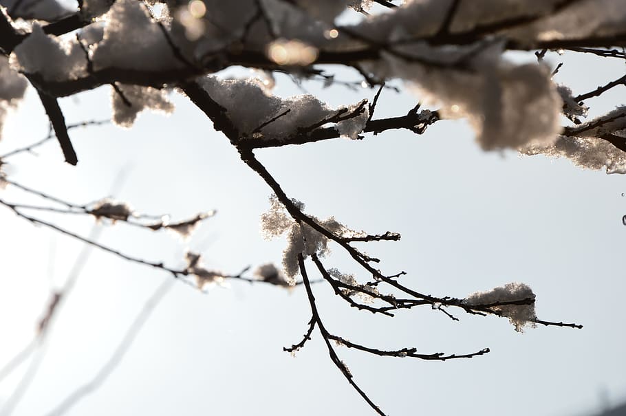 Beijing, Spring, Flower, Snow, winter, nature, branch, cold temperature HD wallpaper