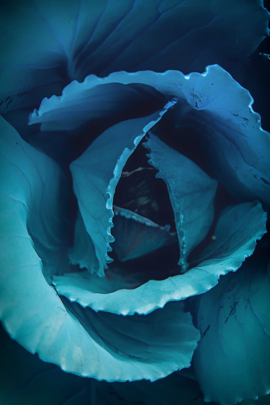 nature, plants, flowers, petals, closeup, close-up, beauty in nature HD wallpaper