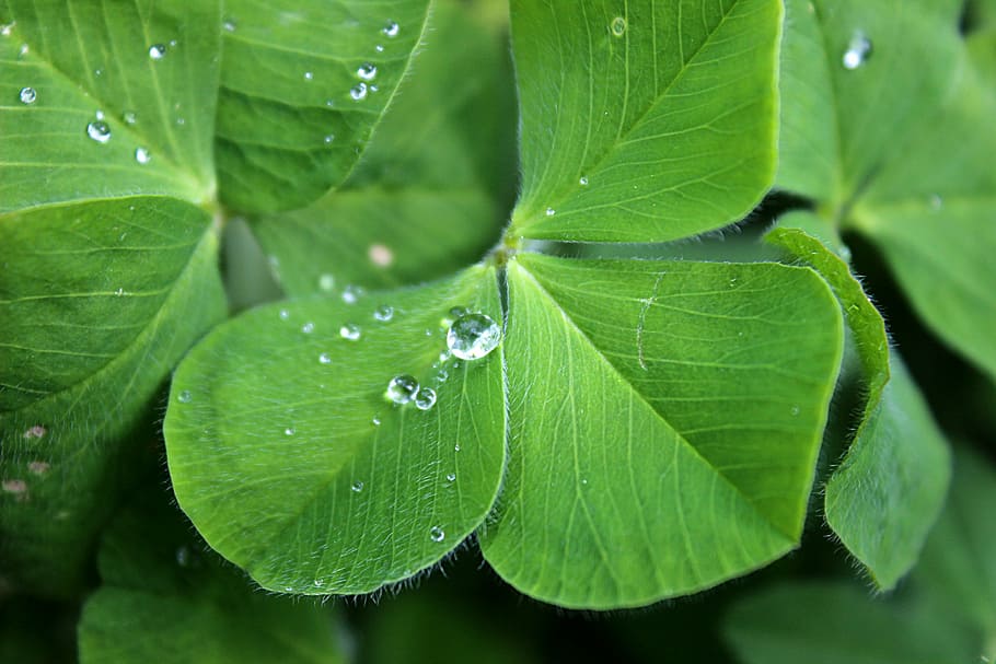 shallow focus photo of green leaves, four leaf clover, luck. shallow focus ...