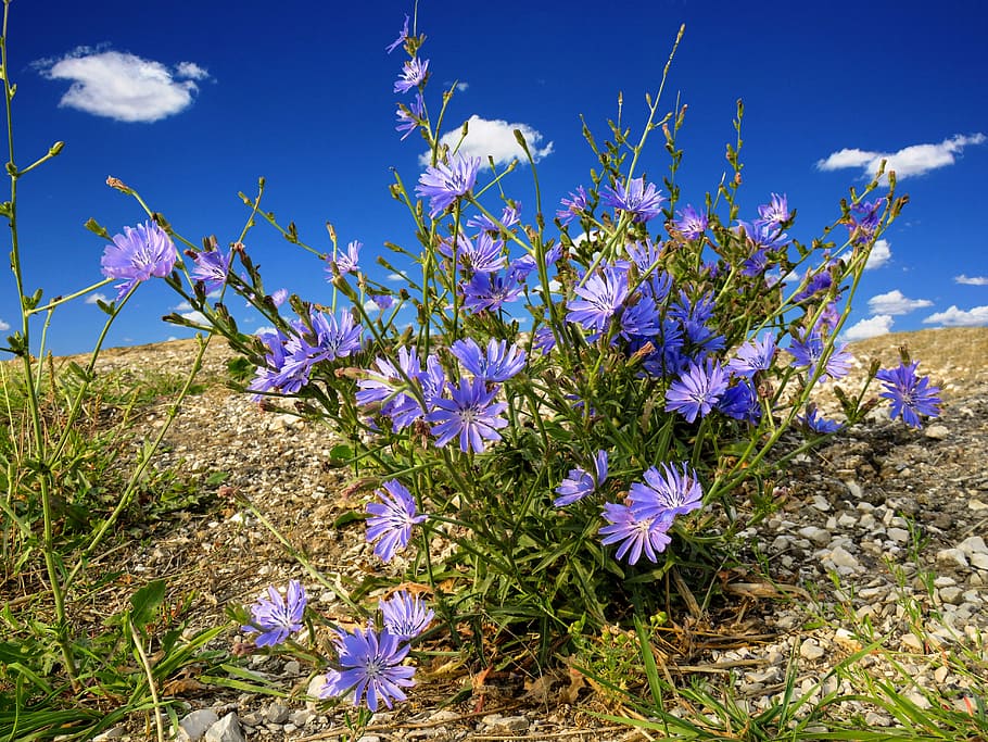 purple petaled flower blooming at daytime, autumn mood, cornflower HD wallpaper