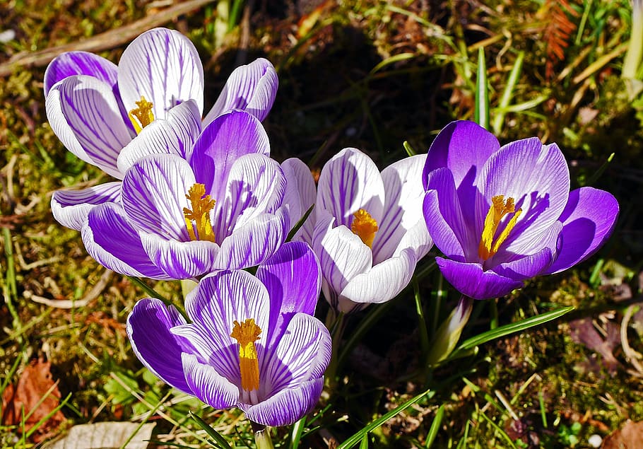 crocus, breeding, white, purple, flamed, signs of spring, flower HD wallpaper