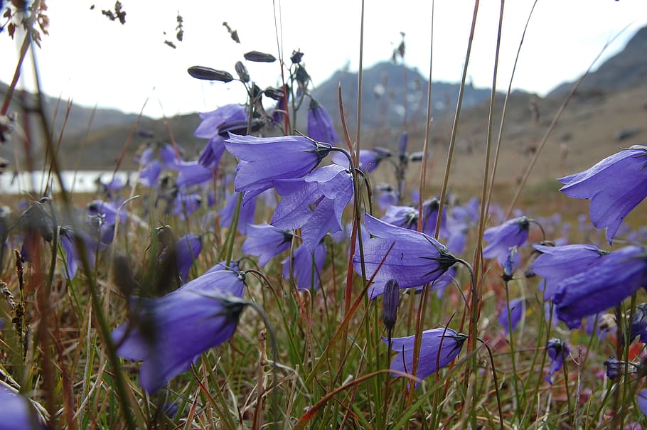 Bluebell, Greenland, Tasiilaq, nature, flower, plant, wildflower, HD wallpaper