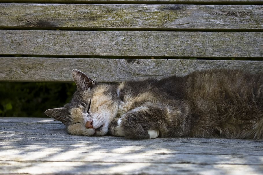 sleeping cat laying on gray wooden bench during daytime, pet HD wallpaper