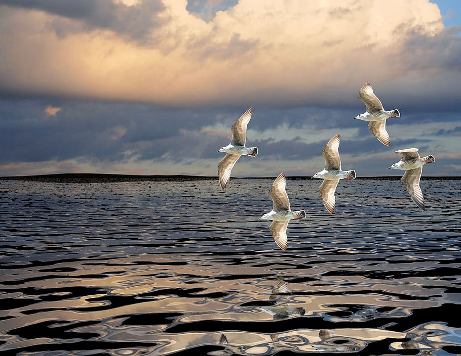 five bird flying in mid air painting, gulls, sea, clouds, seagulls HD wallpaper