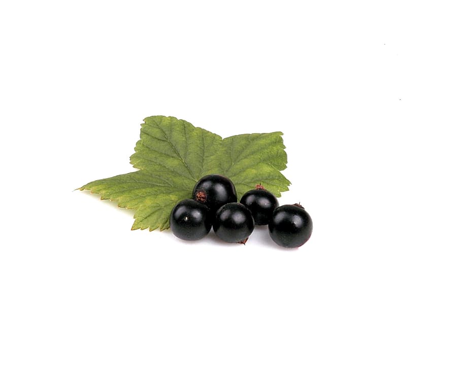 blueberries on leaf, Berry, Black, Leaf, Food, Fruit, Fresh HD wallpaper