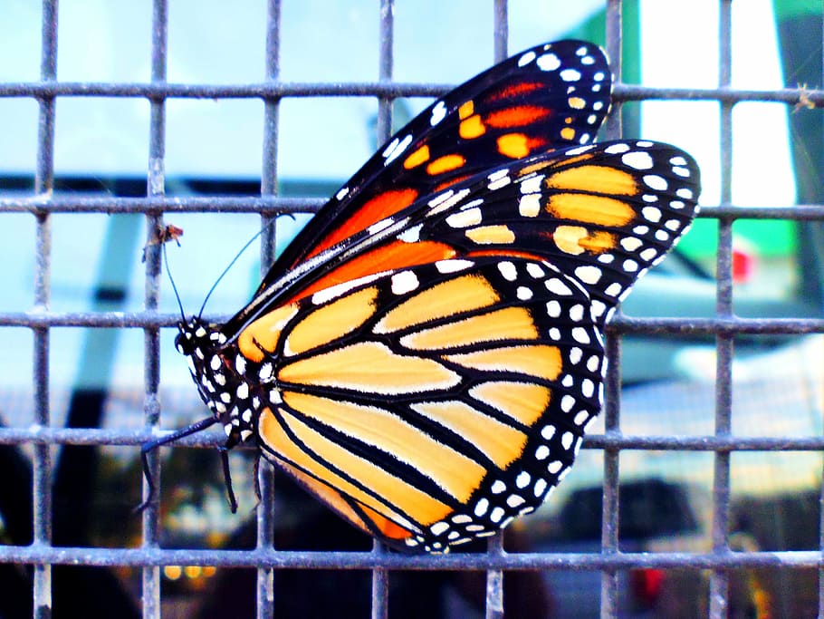 butterfly, nature, insects, animal, close, macro, color, animal themes HD wallpaper