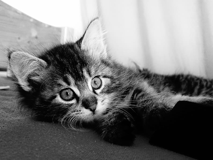 grayscale photography of tabby kitten, cat, young, curious HD wallpaper