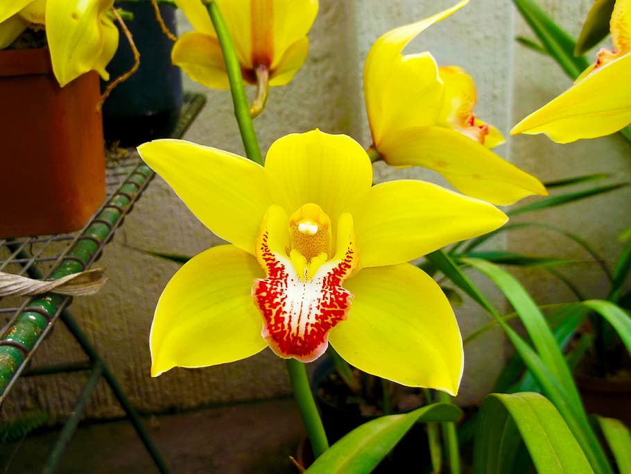 flower, yellow, spring, nature, flowering plant, freshness HD wallpaper