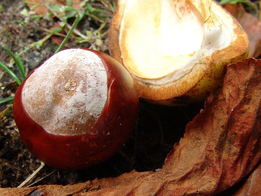 chestnut, forest, nature, food, food and drink, close-up, no people HD wallpaper