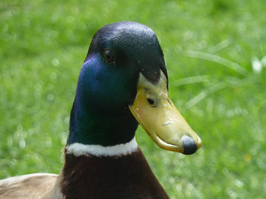 duck, animals, bird, animal themes, animals in the wild, one animal HD wallpaper