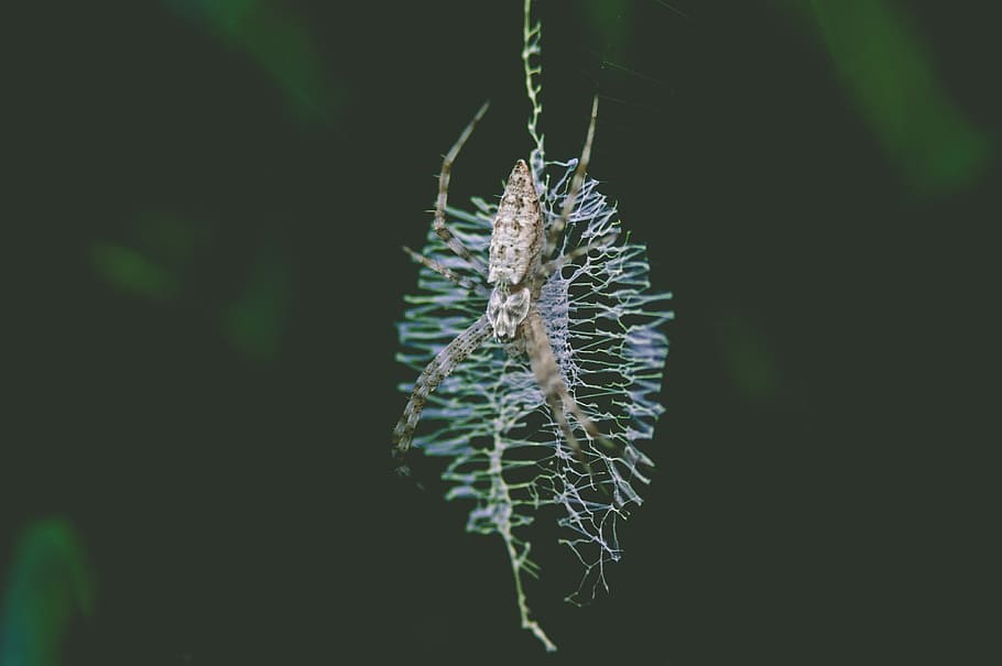 selective focus photography of brown spider on web, brown spider on web HD wallpaper