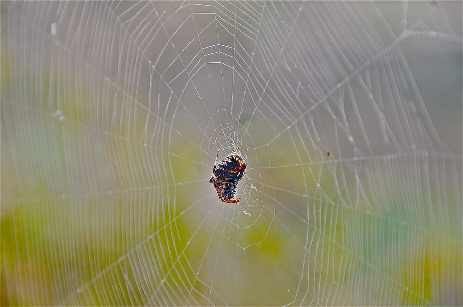 Spider, Network, Cobweb, animal themes, one animal, animals in the wild HD wallpaper