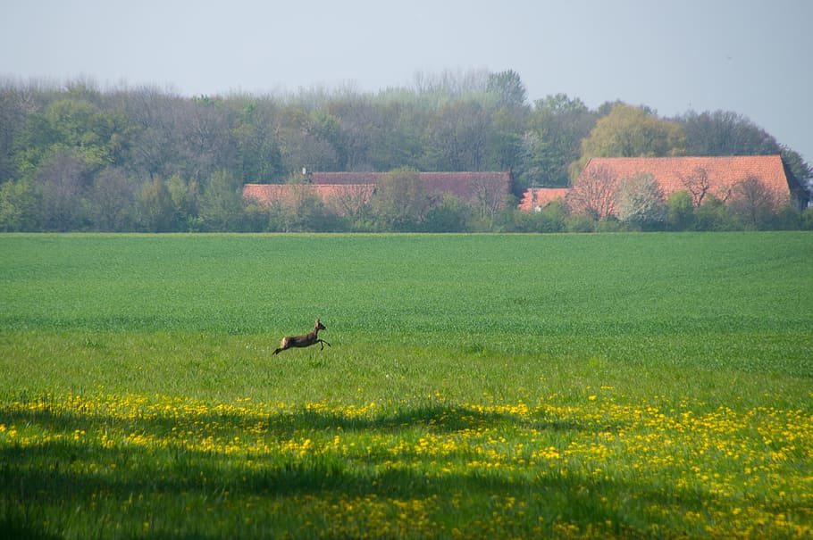field, roe deer, escape, jump, farm, hunting, nature conservation HD wallpaper