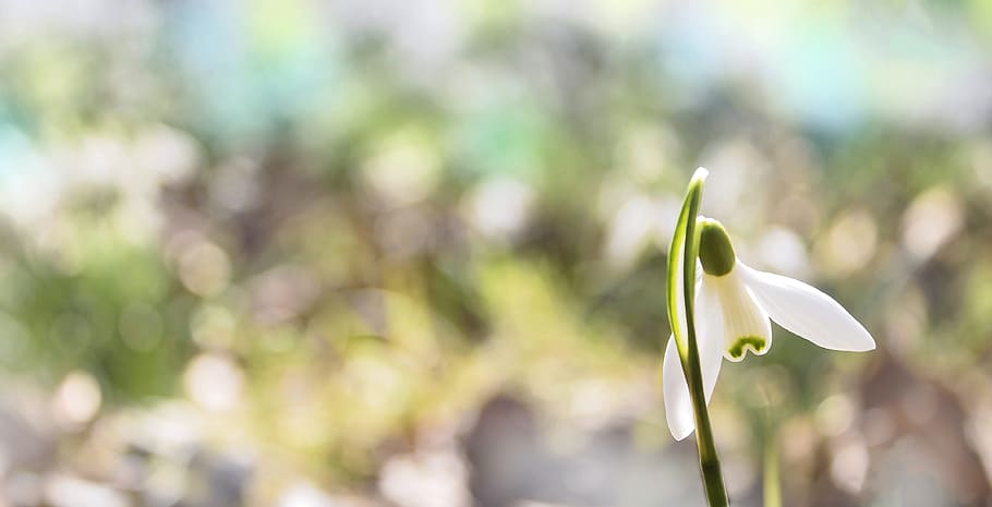 shallow focus photography of white flower during daytime, closed HD wallpaper