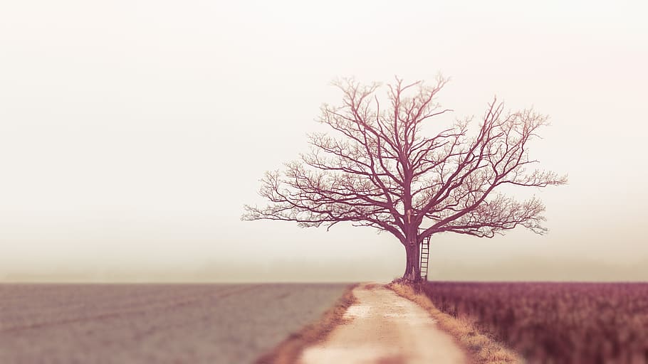 tree in between crop field during fog weather, nature, landscape HD wallpaper