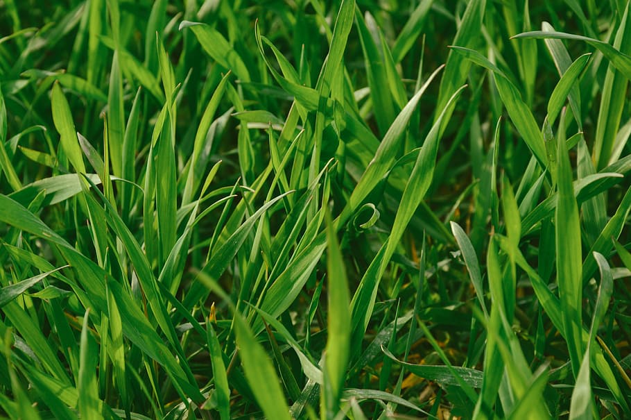 green, grass, nature, spring, summer, field, plant, lawn, meadow HD wallpaper