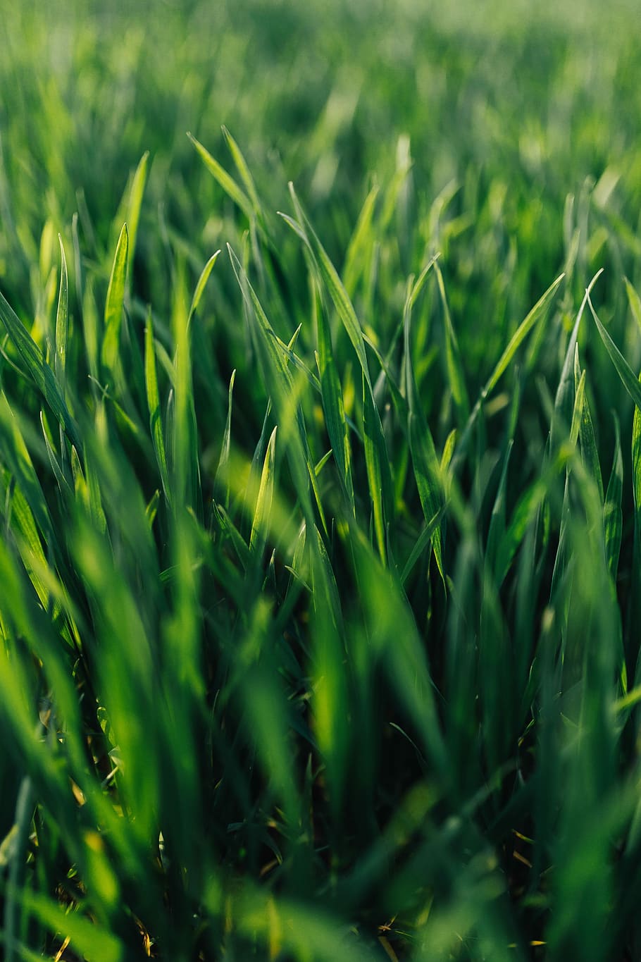 Close-ups of green grass, closeup, lawn, nature, green Color, HD wallpaper