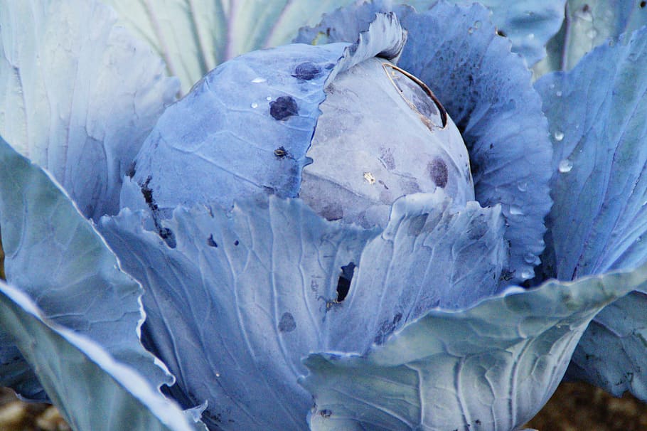 kohl, red cabbage, winter vegetables, food, healthy, agriculture HD wallpaper