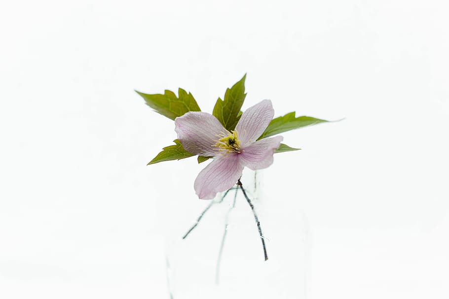 white background with pink flower, purple and white petaled flowers HD wallpaper