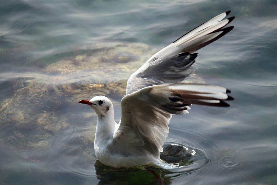 Gull, Black Sea, Flight, animal themes, bird, animals in the wild HD wallpaper