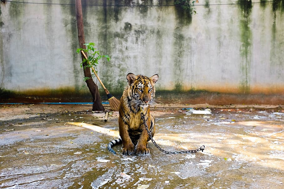 chained-up black and orange tiger, animal, leash, zoo, water HD wallpaper