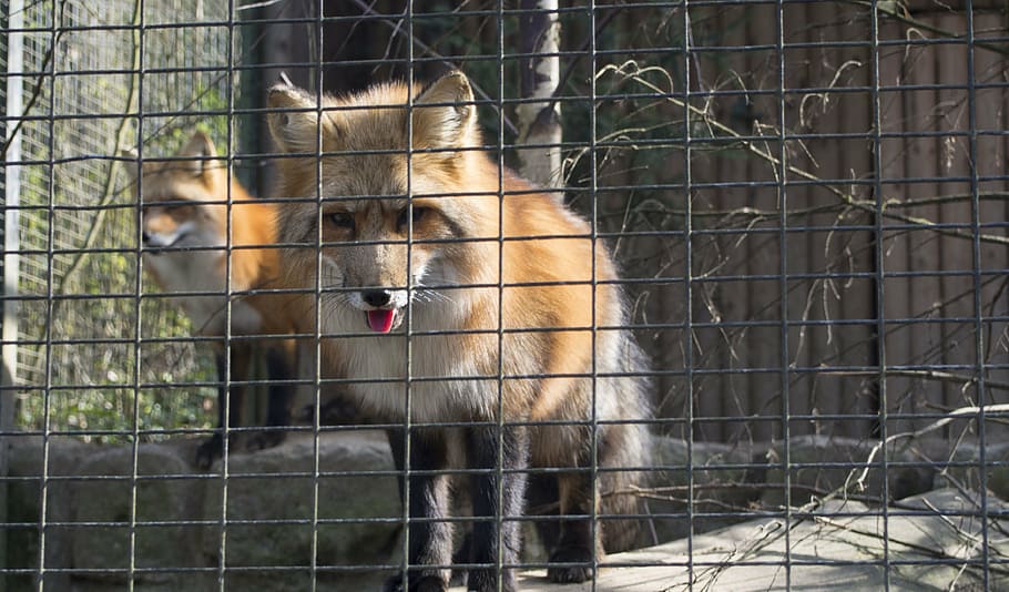 fuchs, enclosure, cage, zoo, animal, animal themes, mammal HD wallpaper