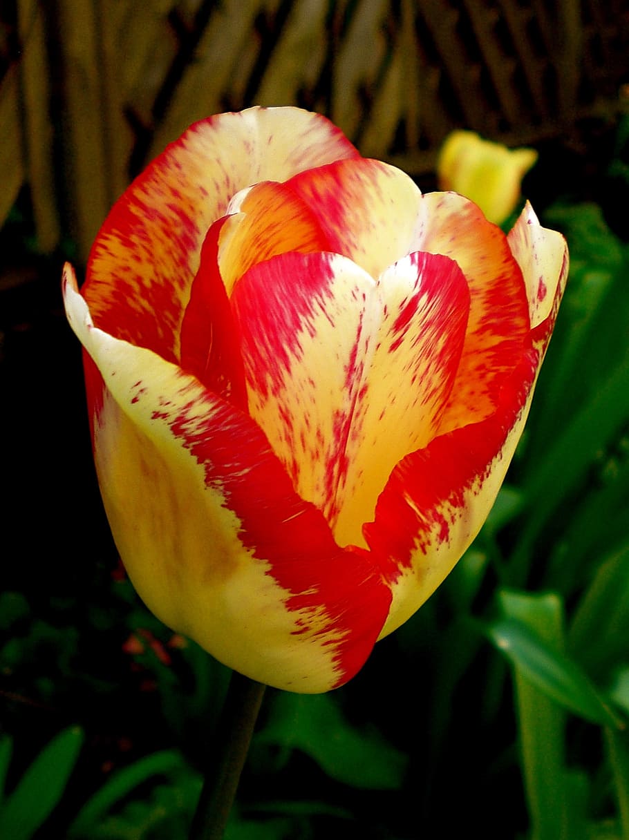 tulip, yellow, red, spring, blossom, bloom, flower, flower bracts HD wallpaper
