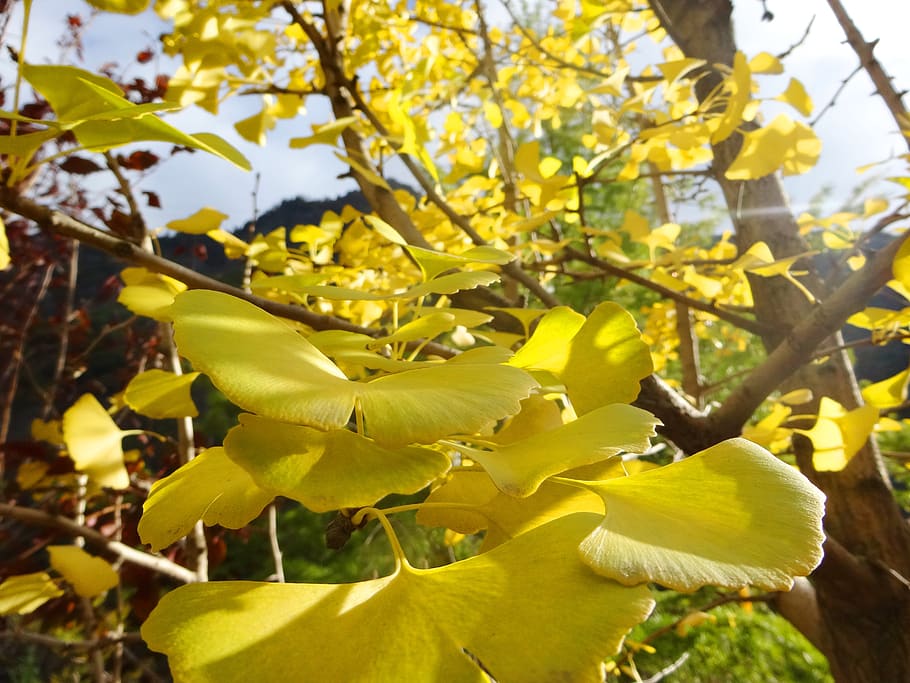 ginkgo, tree, leaf, leaves, plant, growth, yellow, flower, flowering plant HD wallpaper