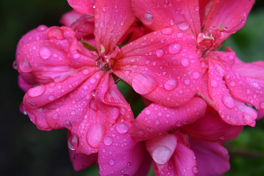 flowers, rain, drops, rocio, rosa, plant, flowering plant, water HD wallpaper