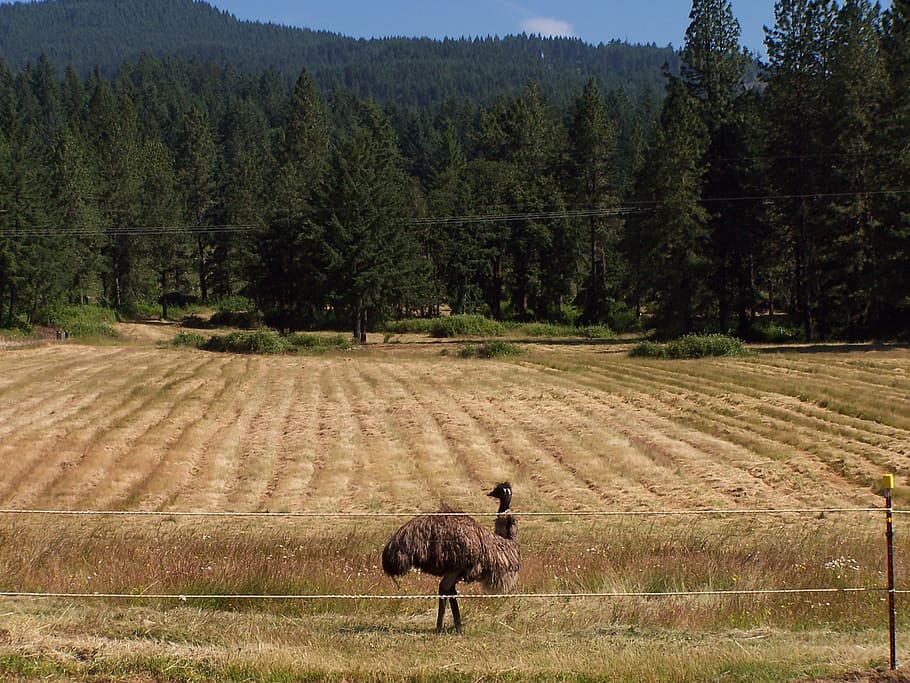 emu, field, mown, bird, wildlife, nature, ostrich, animal, farm HD wallpaper